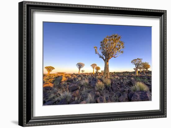 Quiver Tree Forest Outside of Keetmanshoop, Namibia at Dawn-Felix Lipov-Framed Photographic Print