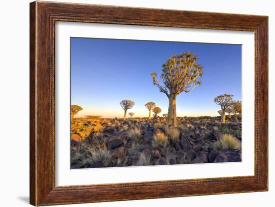 Quiver Tree Forest Outside of Keetmanshoop, Namibia at Dawn-Felix Lipov-Framed Photographic Print