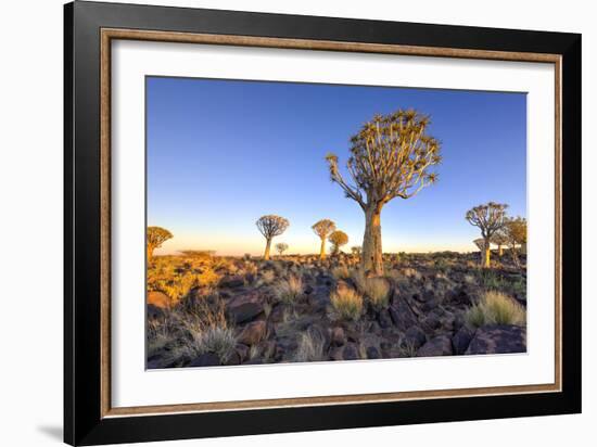 Quiver Tree Forest Outside of Keetmanshoop, Namibia at Dawn-Felix Lipov-Framed Photographic Print