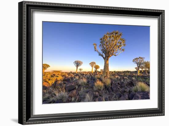 Quiver Tree Forest Outside of Keetmanshoop, Namibia at Dawn-Felix Lipov-Framed Photographic Print