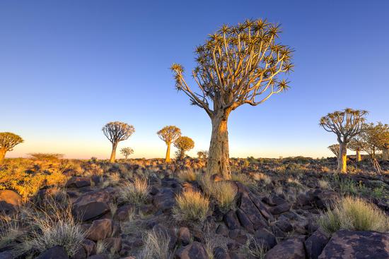 quiver tree forest outside