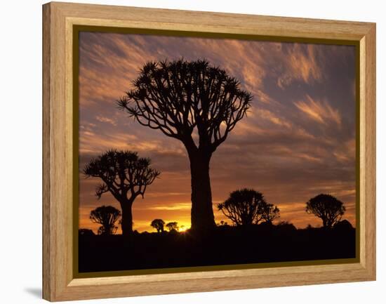 Quiver Tree Forest Silhouettes at Sunrise with Visible Sun-null-Framed Premier Image Canvas