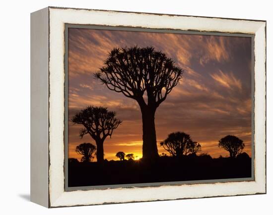 Quiver Tree Forest Silhouettes at Sunrise with Visible Sun-null-Framed Premier Image Canvas