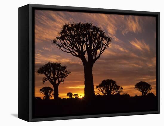 Quiver Tree Forest Silhouettes at Sunrise with Visible Sun-null-Framed Premier Image Canvas