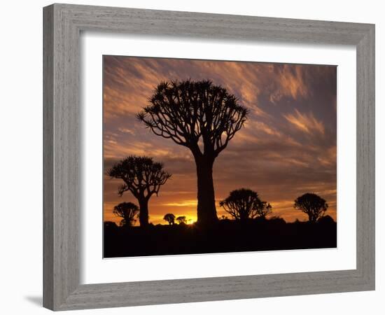 Quiver Tree Forest Silhouettes at Sunrise with Visible Sun-null-Framed Photographic Print