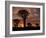 Quiver Tree Forest Silhouettes at Sunrise with Visible Sun-null-Framed Photographic Print