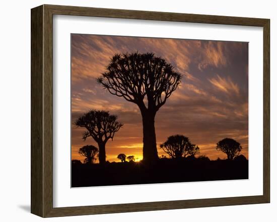 Quiver Tree Forest Silhouettes at Sunrise with Visible Sun-null-Framed Photographic Print