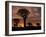 Quiver Tree Forest Silhouettes at Sunrise with Visible Sun-null-Framed Photographic Print