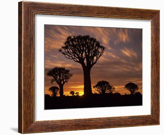Quiver Tree Forest Silhouettes at Sunrise with Visible Sun-null-Framed Photographic Print