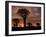 Quiver Tree Forest Silhouettes at Sunrise with Visible Sun-null-Framed Photographic Print