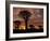 Quiver Tree Forest Silhouettes at Sunrise with Visible Sun-null-Framed Photographic Print