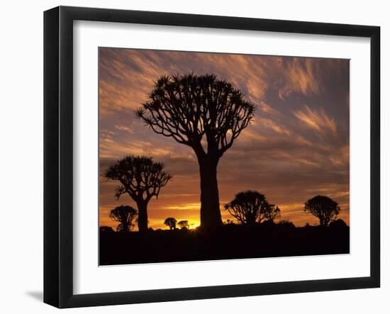 Quiver Tree Forest Silhouettes at Sunrise with Visible Sun-null-Framed Photographic Print