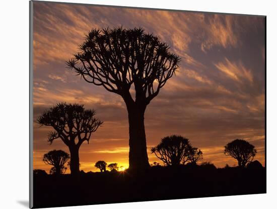 Quiver Tree Forest Silhouettes at Sunrise with Visible Sun-null-Mounted Photographic Print