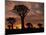 Quiver Tree Forest Silhouettes at Sunrise with Visible Sun-null-Mounted Photographic Print