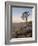 Quiver Tree (Kokerboom) (Aloe Dichotoma) at Dawn, Namakwa, Namaqualand, South Africa, Africa-James Hager-Framed Photographic Print