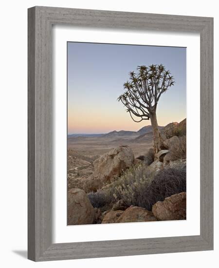 Quiver Tree (Kokerboom) (Aloe Dichotoma) at Dawn, Namakwa, Namaqualand, South Africa, Africa-James Hager-Framed Photographic Print