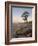 Quiver Tree (Kokerboom) (Aloe Dichotoma) at Dawn, Namakwa, Namaqualand, South Africa, Africa-James Hager-Framed Photographic Print