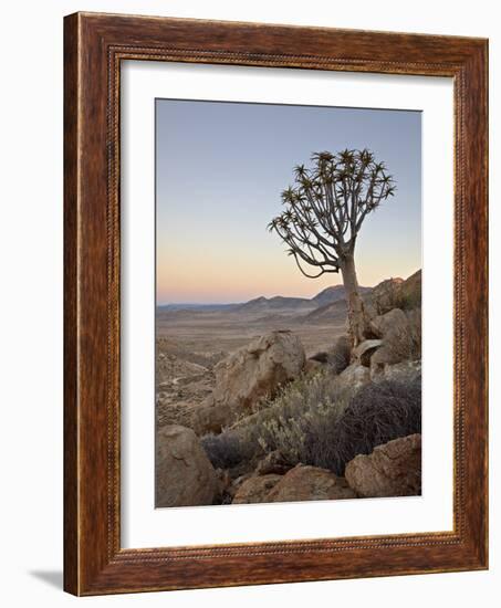 Quiver Tree (Kokerboom) (Aloe Dichotoma) at Dawn, Namakwa, Namaqualand, South Africa, Africa-James Hager-Framed Photographic Print