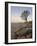 Quiver Tree (Kokerboom) (Aloe Dichotoma) at Dawn, Namakwa, Namaqualand, South Africa, Africa-James Hager-Framed Photographic Print