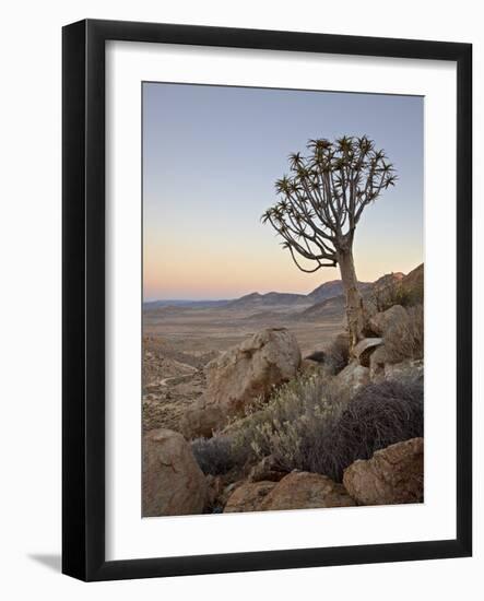 Quiver Tree (Kokerboom) (Aloe Dichotoma) at Dawn, Namakwa, Namaqualand, South Africa, Africa-James Hager-Framed Photographic Print