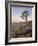 Quiver Tree (Kokerboom) (Aloe Dichotoma) at Dawn, Namakwa, Namaqualand, South Africa, Africa-James Hager-Framed Photographic Print