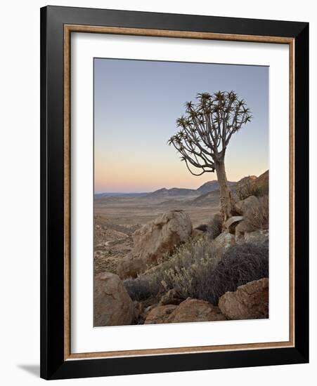 Quiver Tree (Kokerboom) (Aloe Dichotoma) at Dawn, Namakwa, Namaqualand, South Africa, Africa-James Hager-Framed Photographic Print