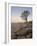 Quiver Tree (Kokerboom) (Aloe Dichotoma) at Dawn, Namakwa, Namaqualand, South Africa, Africa-James Hager-Framed Photographic Print