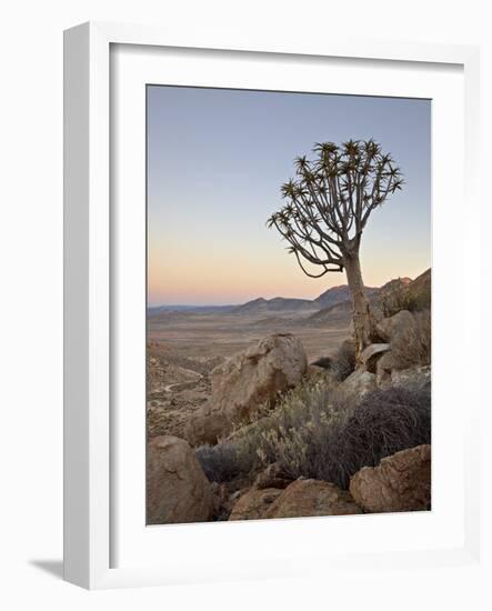 Quiver Tree (Kokerboom) (Aloe Dichotoma) at Dawn, Namakwa, Namaqualand, South Africa, Africa-James Hager-Framed Photographic Print