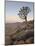 Quiver Tree (Kokerboom) (Aloe Dichotoma) at Dawn, Namakwa, Namaqualand, South Africa, Africa-James Hager-Mounted Photographic Print