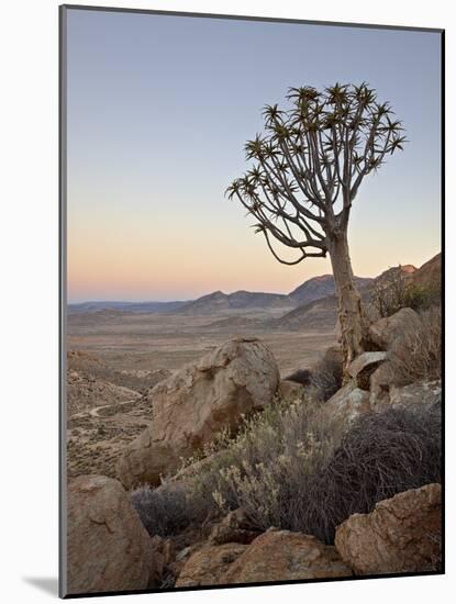 Quiver Tree (Kokerboom) (Aloe Dichotoma) at Dawn, Namakwa, Namaqualand, South Africa, Africa-James Hager-Mounted Photographic Print