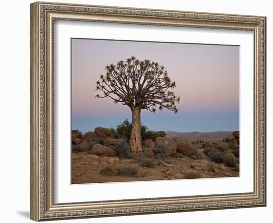 Quiver Tree (Kokerboom) (Aloe Dichotoma) at Dawn, Namakwa, South Africa, Africa-James Hager-Framed Photographic Print