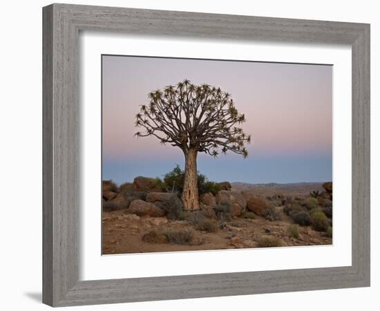 Quiver Tree (Kokerboom) (Aloe Dichotoma) at Dawn, Namakwa, South Africa, Africa-James Hager-Framed Photographic Print