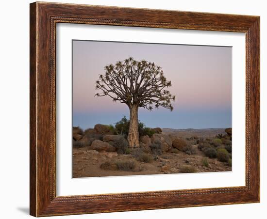 Quiver Tree (Kokerboom) (Aloe Dichotoma) at Dawn, Namakwa, South Africa, Africa-James Hager-Framed Photographic Print