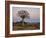 Quiver Tree (Kokerboom) (Aloe Dichotoma) at Dawn, Namakwa, South Africa, Africa-James Hager-Framed Photographic Print