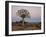 Quiver Tree (Kokerboom) (Aloe Dichotoma) at Dawn, Namakwa, South Africa, Africa-James Hager-Framed Photographic Print