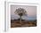 Quiver Tree (Kokerboom) (Aloe Dichotoma) at Dawn, Namakwa, South Africa, Africa-James Hager-Framed Photographic Print