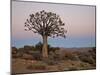 Quiver Tree (Kokerboom) (Aloe Dichotoma) at Dawn, Namakwa, South Africa, Africa-James Hager-Mounted Photographic Print