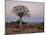 Quiver Tree (Kokerboom) (Aloe Dichotoma) at Dawn, Namakwa, South Africa, Africa-James Hager-Mounted Photographic Print