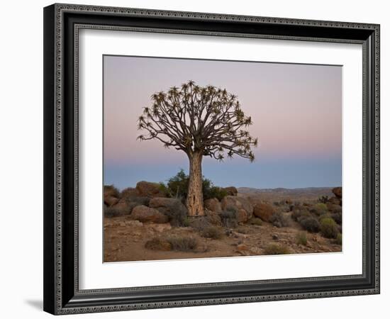 Quiver Tree (Kokerboom) (Aloe Dichotoma) at Dawn, Namakwa, South Africa, Africa-James Hager-Framed Photographic Print