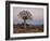 Quiver Tree (Kokerboom) (Aloe Dichotoma) at Dawn, Namakwa, South Africa, Africa-James Hager-Framed Photographic Print