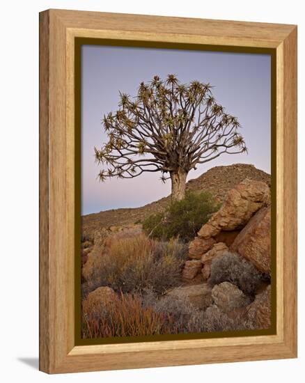 Quiver Tree (Kokerboom) (Aloe Dichotoma) at Dusk, Namakwa, Namaqualand, South Africa, Africa-James Hager-Framed Premier Image Canvas