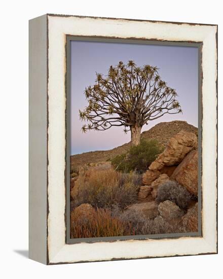 Quiver Tree (Kokerboom) (Aloe Dichotoma) at Dusk, Namakwa, Namaqualand, South Africa, Africa-James Hager-Framed Premier Image Canvas