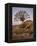 Quiver Tree (Kokerboom) (Aloe Dichotoma) at Dusk, Namakwa, Namaqualand, South Africa, Africa-James Hager-Framed Premier Image Canvas