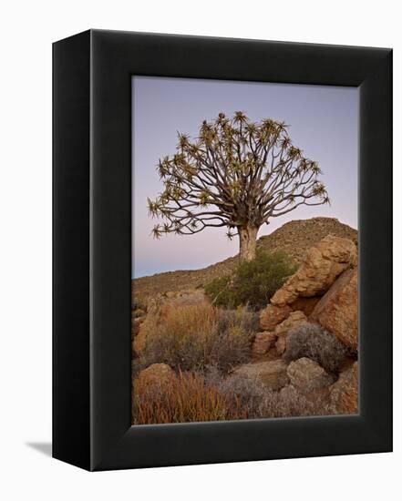 Quiver Tree (Kokerboom) (Aloe Dichotoma) at Dusk, Namakwa, Namaqualand, South Africa, Africa-James Hager-Framed Premier Image Canvas