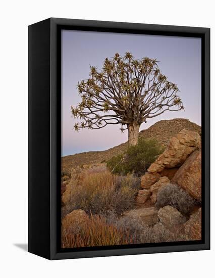 Quiver Tree (Kokerboom) (Aloe Dichotoma) at Dusk, Namakwa, Namaqualand, South Africa, Africa-James Hager-Framed Premier Image Canvas