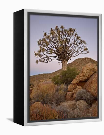 Quiver Tree (Kokerboom) (Aloe Dichotoma) at Dusk, Namakwa, Namaqualand, South Africa, Africa-James Hager-Framed Premier Image Canvas