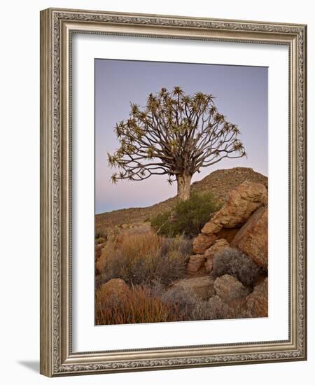 Quiver Tree (Kokerboom) (Aloe Dichotoma) at Dusk, Namakwa, Namaqualand, South Africa, Africa-James Hager-Framed Photographic Print