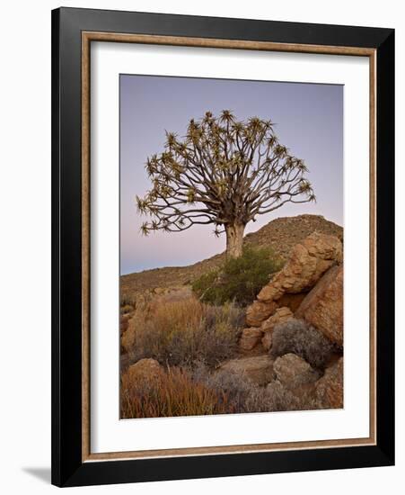 Quiver Tree (Kokerboom) (Aloe Dichotoma) at Dusk, Namakwa, Namaqualand, South Africa, Africa-James Hager-Framed Photographic Print