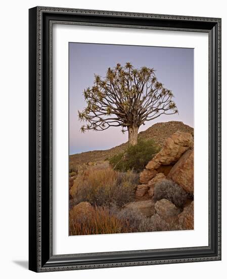 Quiver Tree (Kokerboom) (Aloe Dichotoma) at Dusk, Namakwa, Namaqualand, South Africa, Africa-James Hager-Framed Photographic Print