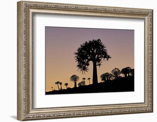 Quiver tree (Kokerboom) (Aloe dichotoma), Gannabos, Namakwa, Namaqualand, South Africa, Africa-James Hager-Framed Photographic Print